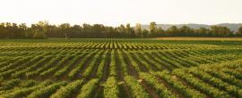 Agricultural